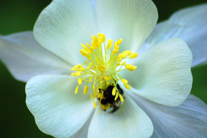 zoom anna bug columbine